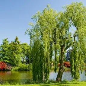 Willow, Weeping - Standard
